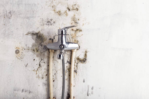 Trusted Centerton, AR Mold Removal Experts