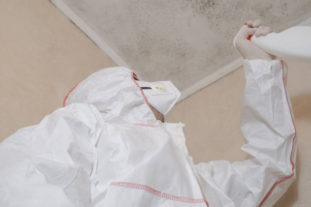Best Same-Day Mold Removal  in Centerton, AR