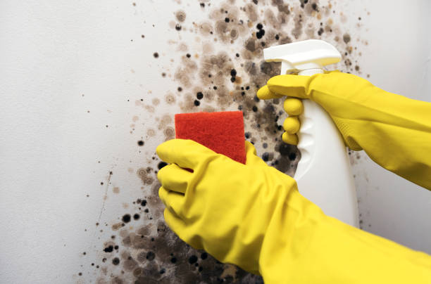 Best Certified Mold Removal  in Centerton, AR