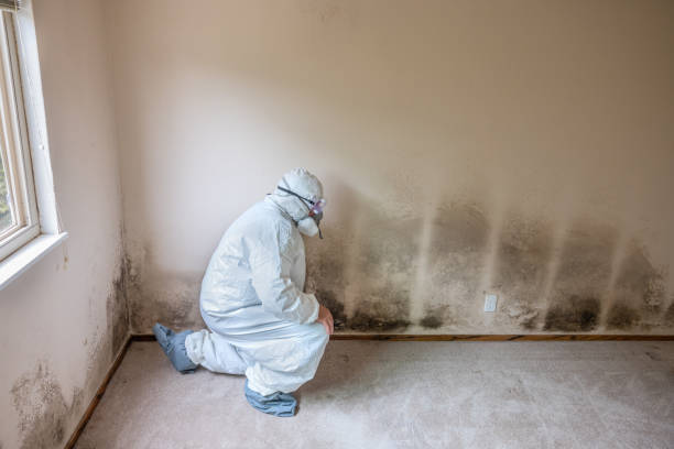 Best Crawl Space Mold Removal  in Centerton, AR
