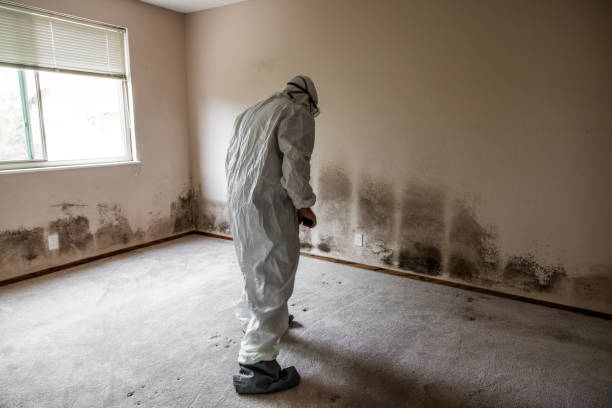 Mold Removal and Inspection in Centerton, AR