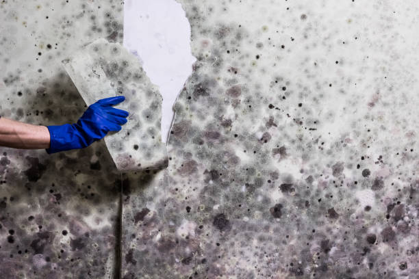 Crawl Space Mold Removal in Centerton, AR