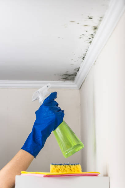 Best Toxic Mold Removal  in Centerton, AR